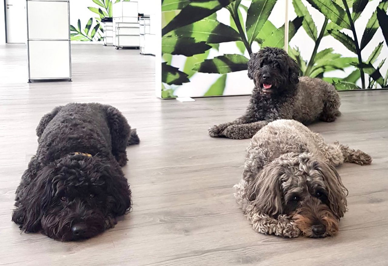 MARTINCOLOR Bürohunde